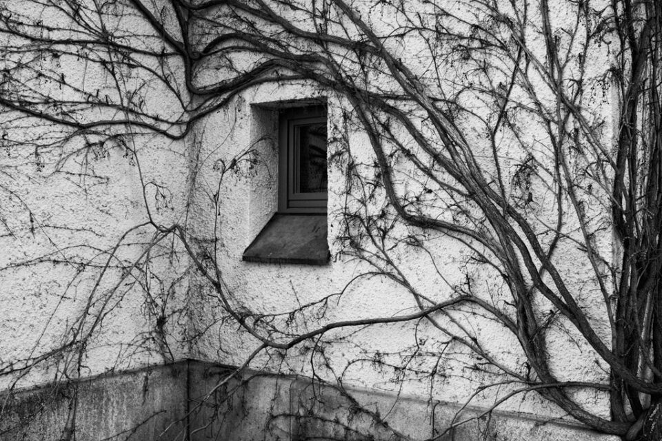 Wall, window and vines - Munich, Germany (2015)